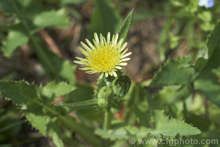 Sow Thistle (<i>Sonchus oleraceus</i>), a quick growing annual daisy with succulent stems and leave that exude a milky sap when cut. The leaves have deep lobes that are sharply toothed but not spiny. Sow thistle can grow to 15m tall, occurs in many parts of the world and is considered to be a weed that grows strongly enough to compete with cultivated crops.