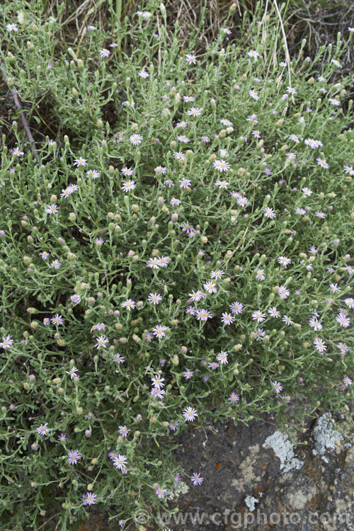 Purple Fuzzweed (<i>Vittadinia gracilis [syn. Euryobiopsis gracilis]), a small, summer-flowering daisy originally native to southeastern Australia but now quite common in rocky terrain in New Zealand's South Island, where other. Vittadinia species occur naturally. vittadinia-3607htm'>Vittadinia.