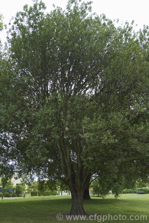 Grey Willow or Grey Sallow (<i>Salix cinerea</i>), a large deciduous shrub or small tree, up to 10m tall, found over much of Europe, western Asia and into North Africa. It is a tough, adaptable plant that has become a weed in some areas. The young leaves have pale, downy undersides and its spring-borne catkins are rich in nectar. Order: Malpighiales, Family: Salicaceae