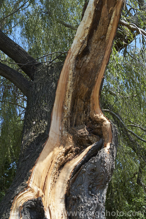 Severe damage to the trunk of a large. Weeping Willow (<i>Salix babylonica</i>) after a brach was torn off in a storm. Note the degree of hollowing and rot in the trunk, to the extent that the remnants of a bird's nest can be seen in the hollow. This deciduous tree is found over much of the temperate. Middle. East and Asia, often grows near watercourses, reaches as much as 20m tall and has strongly pendulous branches. Order: Malpighiales, Family: Salicaceae