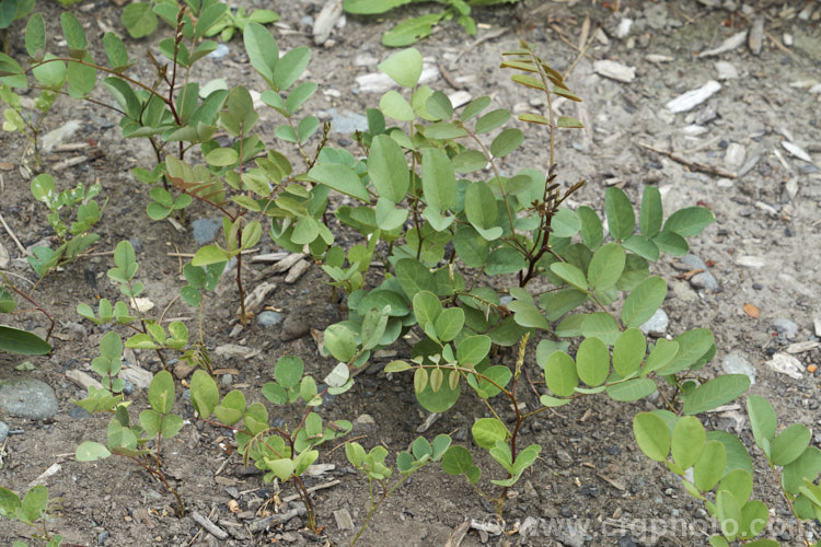 Self-sown seedlings of Black Locust, Yellow Locust or False Acacia (<i>Robinia pseudoacacia</i>). The flowers of this 12-2.5m tall deciduous tree from the eastern and central United States are mildly fragrant. While widely cultivated, this tree is not well-behaved, often suckering and self-sowing all too freely. robinia-2218htm'>Robinia.