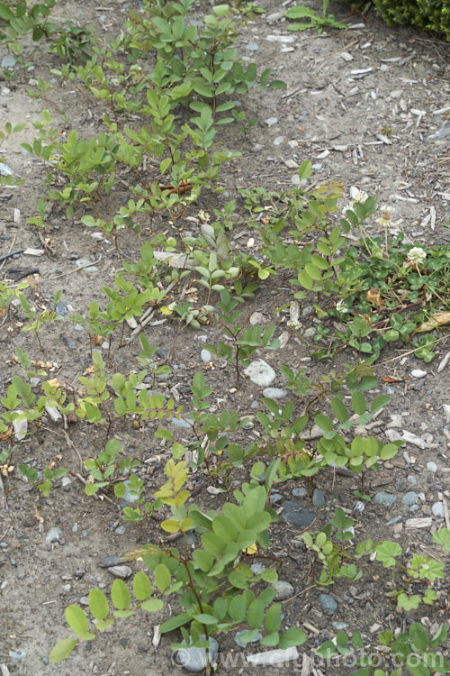 Self-sown seedlings of Black Locust, Yellow Locust or False Acacia (<i>Robinia pseudoacacia</i>). The flowers of this 12-2.5m tall deciduous tree from the eastern and central United States are mildly fragrant. While widely cultivated, this tree is not well-behaved, often suckering and self-sowing all too freely. robinia-2218htm'>Robinia.