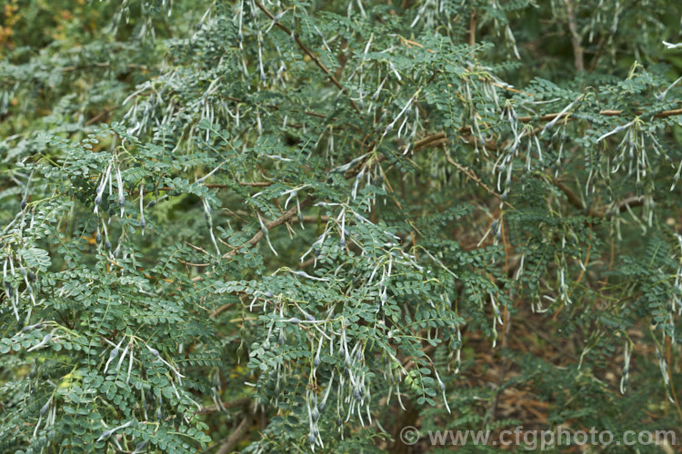 David's Mountain Laurel (<i>Sophora davidii</i>), a spiny, deciduous, spring- to early summer-flowering shrub native to southwestern China. It with grow to around 25m high and wide and the flowers are followed by an abundance of small jointed seedpods, as shown here. sophora-2142htm'>Sophora.