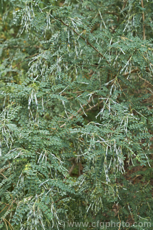 David's Mountain Laurel (<i>Sophora davidii</i>), a spiny, deciduous, spring- to early summer-flowering shrub native to southwestern China. It with grow to around 25m high and wide and the flowers are followed by an abundance of small jointed seedpods, as shown here. sophora-2142htm'>Sophora.