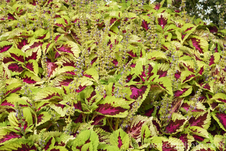 Kong Rose Coleus (<i>Solenostemon scutellarioides 'Kong Rose'), a cultivar of a tender shrubby perennial originally native to Southeast Asia that occurs in many coloured foliage forms 'Kong Rose' is distinguished by its large, light yellow-green foliage and two-tone magenta and red central blotch. It is one of a series of Kong cultivars.