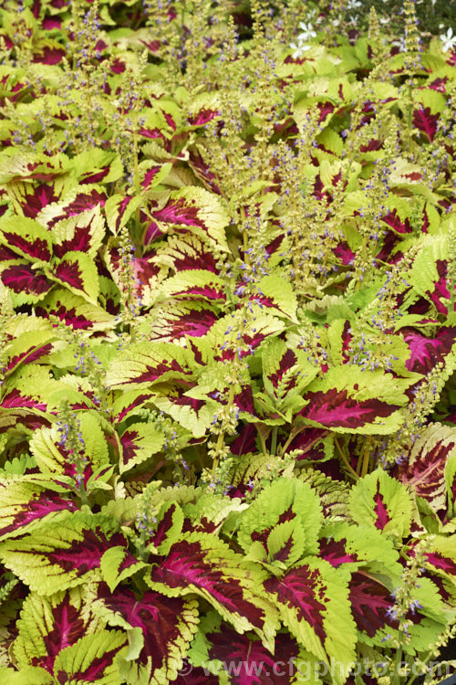 Kong Rose Coleus (<i>Solenostemon scutellarioides 'Kong Rose'), a cultivar of a tender shrubby perennial originally native to Southeast Asia that occurs in many coloured foliage forms 'Kong Rose' is distinguished by its large, light yellow-green foliage and two-tone magenta and red central blotch. It is one of a series of Kong cultivars.