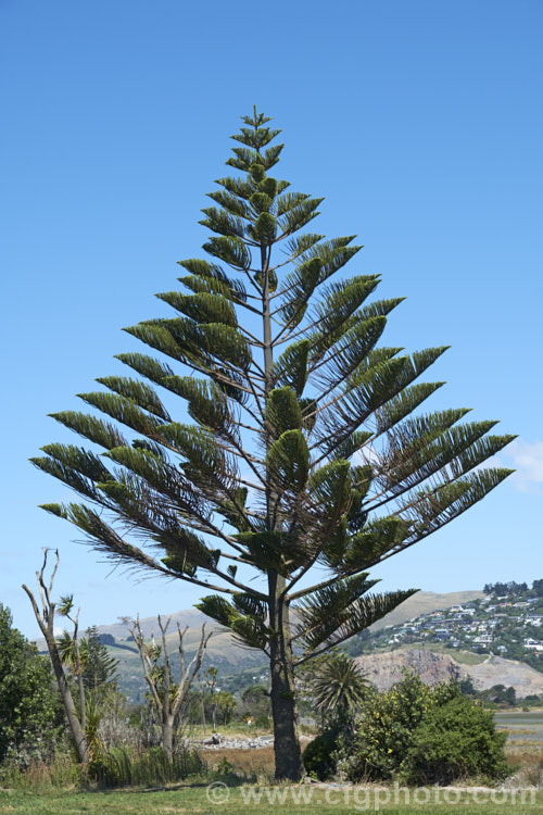 A young Norfolk Pine (<i>Araucaria heterophylla [syn. Araucaria excelsa]), showing the distinctive upswept branches of the juvenile tree. Endemic to Norfolk Island, this tree has the unusual habit of being very upright despite constant exposure to wind, which makes it a very popular coastal tree in areas that are mild enough to support it. Order: Pinales, Family: Araucariaceae