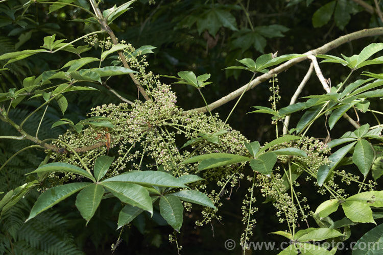 Pate or Patete (<i>Schefflera digitata</i>), an evergreen shrub or small tree up to 8m tall It occurs in forest areas of all the main islands of New Zealand, preferring a near-frost-free climate. Its sprays of small green flowers are followed by the purple-pink-tinted fruits seen here. schefflera-2489htm'>Schefflera. Order: Apiales, Family: Araliaceae