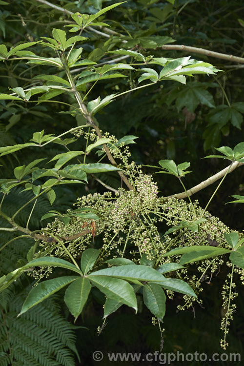 Pate or Patete (<i>Schefflera digitata</i>), an evergreen shrub or small tree up to 8m tall It occurs in forest areas of all the main islands of New Zealand, preferring a near-frost-free climate. Its sprays of small green flowers are followed by the purple-pink-tinted fruits seen here. schefflera-2489htm'>Schefflera. Order: Apiales, Family: Araliaceae