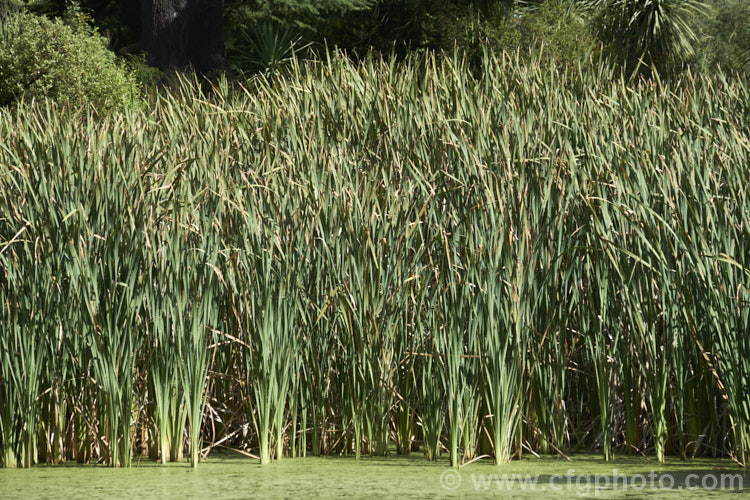 Raupo or Bulrush (<i>Typha orientalis</i>), a perennial that grows in shallow still water. This species is found in Southeast Asia,Australia and New Zealand typha-3379htm'>Typha. <a href='typhaceae-plant-family-photoshtml'>Typhaceae</a>.
