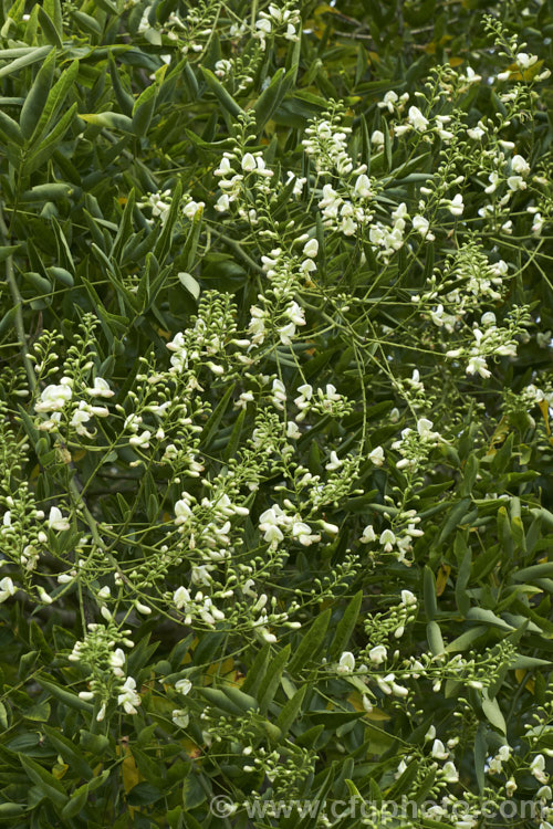 Order: Fabales, Family: Fabaceae