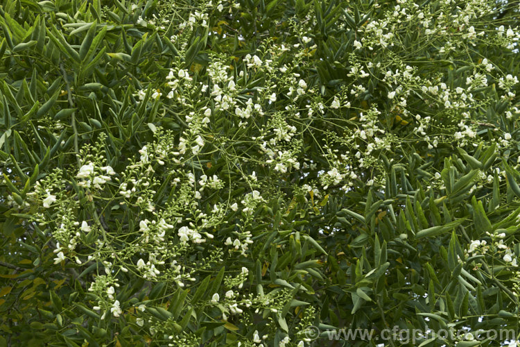 Order: Fabales, Family: Fabaceae