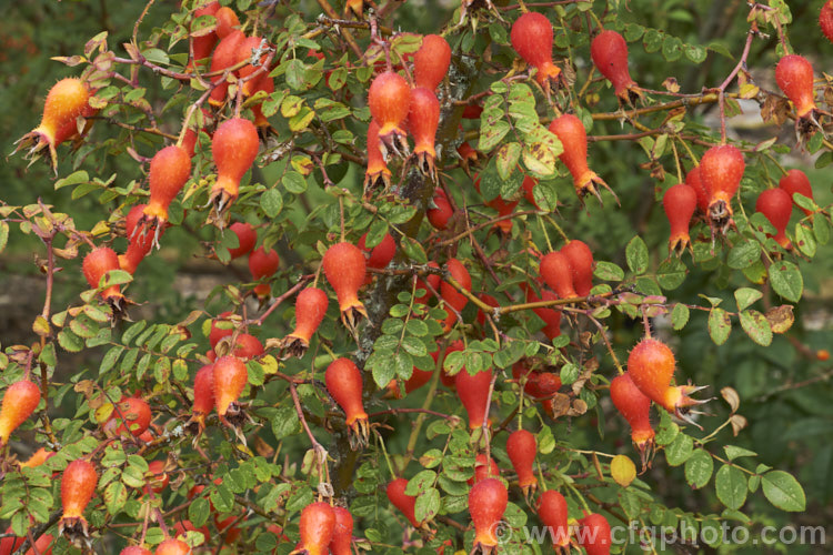 The abundant and showy, orange, bristly hips of Rosa moyesii, a 2-35m shrub rose from western China. It was discovered by EH. Wilson in 1903 and has produced several garden cultivars. Order: Rosales, Family: Rosaceae