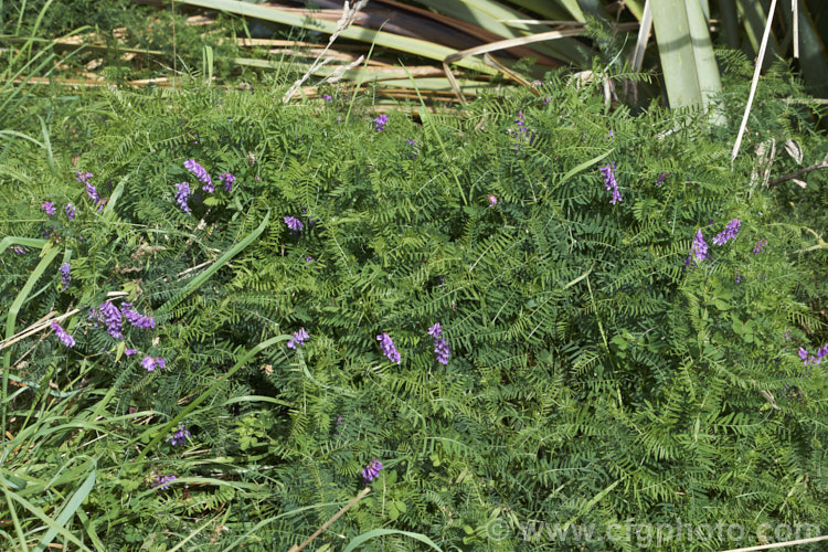 Tufted. Vetch, Blue Vetch or Cow. Vetch (<i>Vicia cracca</i>), a European perennial, tendril-tipped, scrambling vine that is usually seen growing among other plants that give it support. As a nitrogen-fixing legume, it has some uses as a fodder crop but is widely regarded as a weed. It has naturalised in many temperate areas. vicia-3388htm'>Vicia.