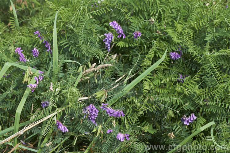 Tufted. Vetch, Blue Vetch or Cow. Vetch (<i>Vicia cracca</i>), a European perennial, tendril-tipped, scrambling vine that is usually seen growing among other plants that give it support. As a nitrogen-fixing legume, it has some uses as a fodder crop but is widely regarded as a weed. It has naturalised in many temperate areas. vicia-3388htm'>Vicia.