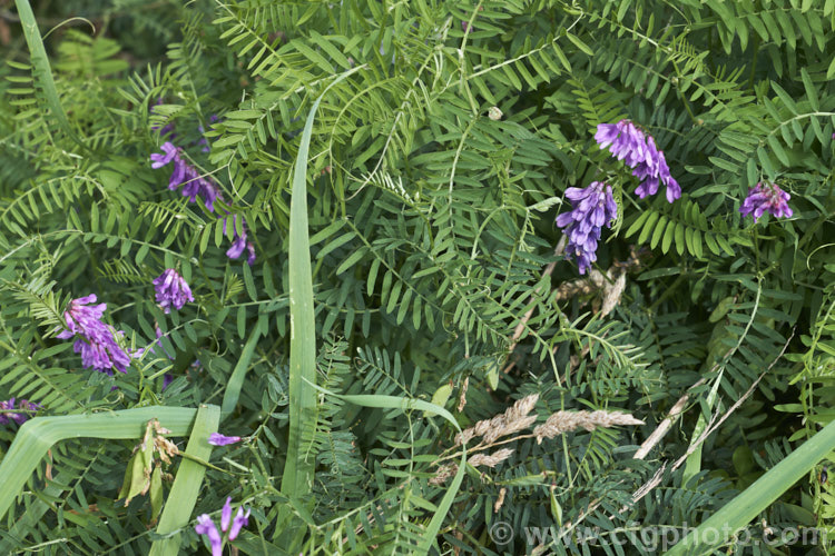 Tufted. Vetch, Blue Vetch or Cow. Vetch (<i>Vicia cracca</i>), a European perennial, tendril-tipped, scrambling vine that is usually seen growing among other plants that give it support. As a nitrogen-fixing legume, it has some uses as a fodder crop but is widely regarded as a weed. It has naturalised in many temperate areas. vicia-3388htm'>Vicia.