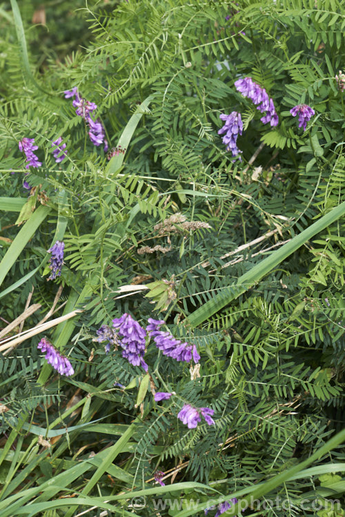 Tufted. Vetch, Blue Vetch or Cow. Vetch (<i>Vicia cracca</i>), a European perennial, tendril-tipped, scrambling vine that is usually seen growing among other plants that give it support. As a nitrogen-fixing legume, it has some uses as a fodder crop but is widely regarded as a weed. It has naturalised in many temperate areas. vicia-3388htm'>Vicia.