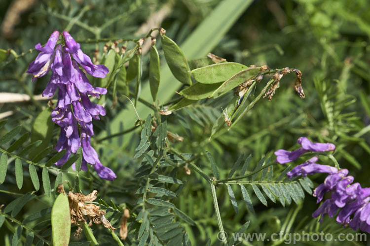 Tufted. Vetch, Blue Vetch or Cow. Vetch (<i>Vicia cracca</i>), a European perennial, tendril-tipped, scrambling vine that is usually seen growing among other plants that give it support. As a nitrogen-fixing legume, it has some uses as a fodder crop but is widely regarded as a weed. It has naturalised in many temperate areas. vicia-3388htm'>Vicia.