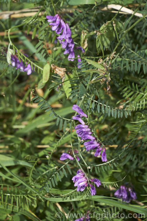 Tufted. Vetch, Blue Vetch or Cow. Vetch (<i>Vicia cracca</i>), a European perennial, tendril-tipped, scrambling vine that is usually seen growing among other plants that give it support. As a nitrogen-fixing legume, it has some uses as a fodder crop but is widely regarded as a weed. It has naturalised in many temperate areas. vicia-3388htm'>Vicia.