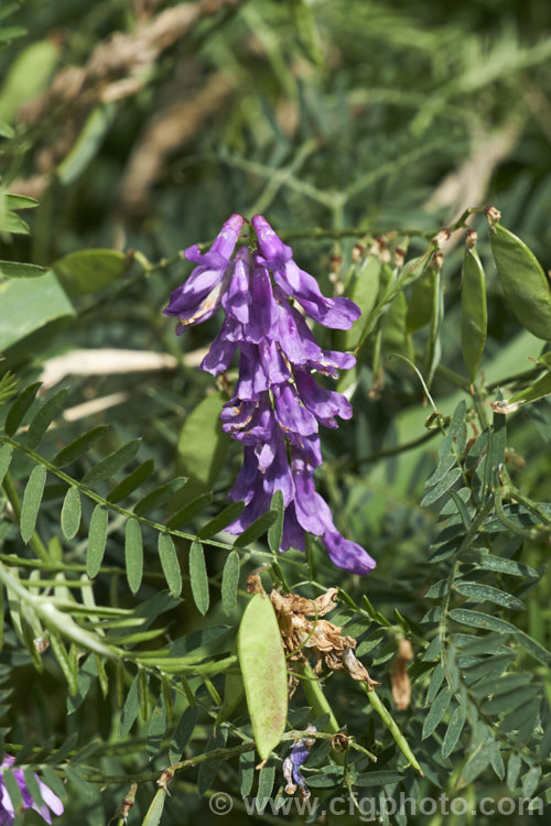 Tufted. Vetch, Blue Vetch or Cow. Vetch (<i>Vicia cracca</i>), a European perennial, tendril-tipped, scrambling vine that is usually seen growing among other plants that give it support. As a nitrogen-fixing legume, it has some uses as a fodder crop but is widely regarded as a weed. It has naturalised in many temperate areas. vicia-3388htm'>Vicia.