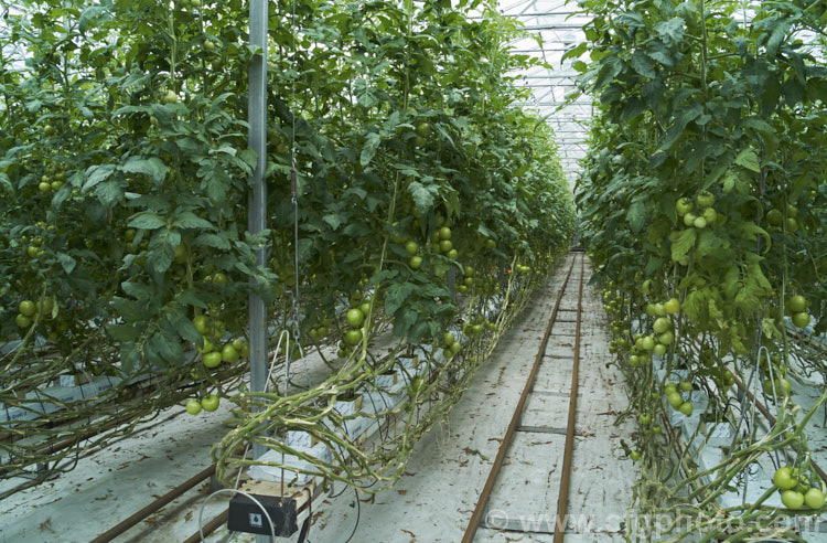 A commercial greenhouse crop of standard tomatoes (<i>Solanum lycopersicum [syn. Lycopersicon esculentum]). These round, fleshy and juicy fruits are the typical table, salad and sandwich tomatoes. In commercial production the fruits are harvested as they develop their first colour, which maximises their shelf life. solanum-2141htm'>Solanum. Order: Solanales</a>