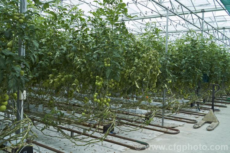 A commercial greenhouse crop of standard tomatoes (<i>Solanum lycopersicum [syn. Lycopersicon esculentum]). These round, fleshy and juicy fruits are the typical table, salad and sandwich tomatoes. In commercial production the fruits are harvested as they develop their first colour, which maximises their shelf life. solanum-2141htm'>Solanum. Order: Solanales</a>