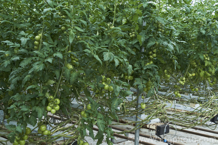 A commercial greenhouse crop of standard tomatoes (<i>Solanum lycopersicum [syn. Lycopersicon esculentum]). These round, fleshy and juicy fruits are the typical table, salad and sandwich tomatoes. In commercial production the fruits are harvested as they develop their first colour, which maximises their shelf life. solanum-2141htm'>Solanum. Order: Solanales</a>