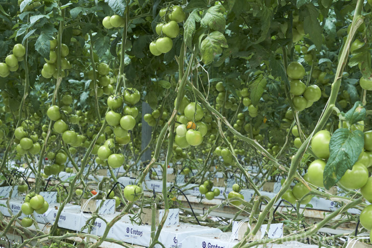 A commercial greenhouse crop of standard tomatoes (<i>Solanum lycopersicum [syn. Lycopersicon esculentum]). These round, fleshy and juicy fruits are the typical table, salad and sandwich tomatoes. In commercial production the fruits are harvested as they develop their first colour, which maximises their shelf life. solanum-2141htm'>Solanum. Order: Solanales</a>