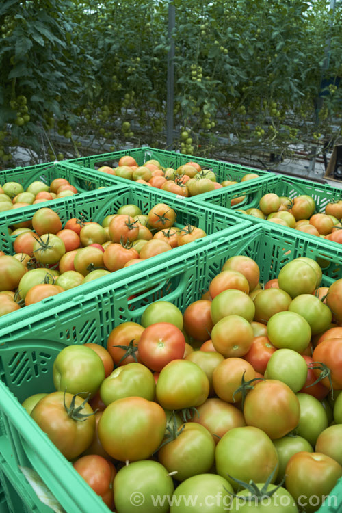 A commercial greenhouse crop of standard tomatoes (<i>Solanum lycopersicum [syn. Lycopersicon esculentum]). These round, fleshy and juicy fruits are the typical table, salad and sandwich tomatoes. In commercial production the fruits are harvested as they develop their first colour, which maximises their shelf life. solanum-2141htm'>Solanum. Order: Solanales</a>