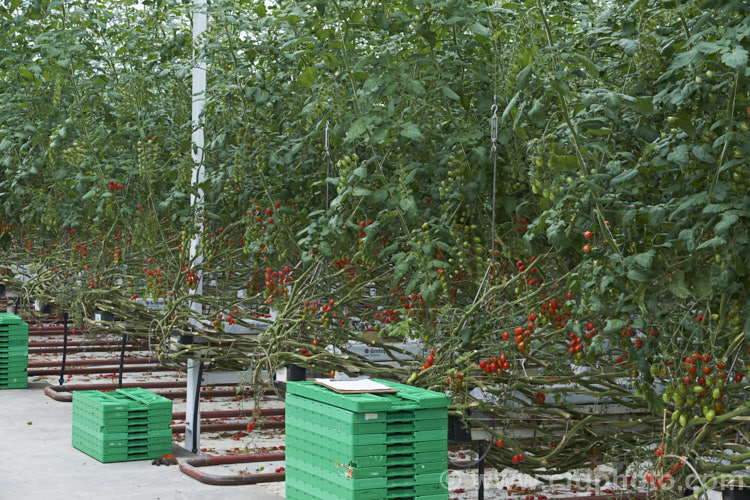 'Angel' tomatoes (<i>Solanum lycopersicum [syn. Lycopersicon esculentum] 'Angel'), a very sweet, elliptical, cherry of cocktail cultivar that is a heavy producer 'Angel', in both its red and orange forms is widely grown in commercial greenhouses. solanum-2141htm'>Solanum. Order: Solanales</a>