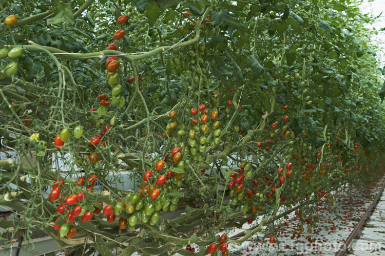'Angel' tomatoes (<i>Solanum lycopersicum [syn. Lycopersicon esculentum] 'Angel'), a very sweet, elliptical, cherry of cocktail cultivar that is a heavy producer 'Angel', in both its red and orange forms is widely grown in commercial greenhouses. solanum-2141htm'>Solanum. Order: Solanales</a>