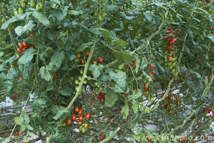 'Angel' tomatoes (<i>Solanum lycopersicum [syn. Lycopersicon esculentum] 'Angel'), a very sweet, elliptical, cherry of cocktail cultivar that is a heavy producer 'Angel', in both its red and orange forms is widely grown in commercial greenhouses. solanum-2141htm'>Solanum. Order: Solanales</a>