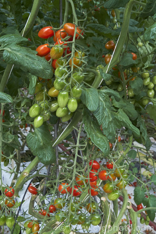 'Angel' tomatoes (<i>Solanum lycopersicum [syn. Lycopersicon esculentum] 'Angel'), a very sweet, elliptical, cherry of cocktail cultivar that is a heavy producer 'Angel', in both its red and orange forms is widely grown in commercial greenhouses. solanum-2141htm'>Solanum. Order: Solanales</a>