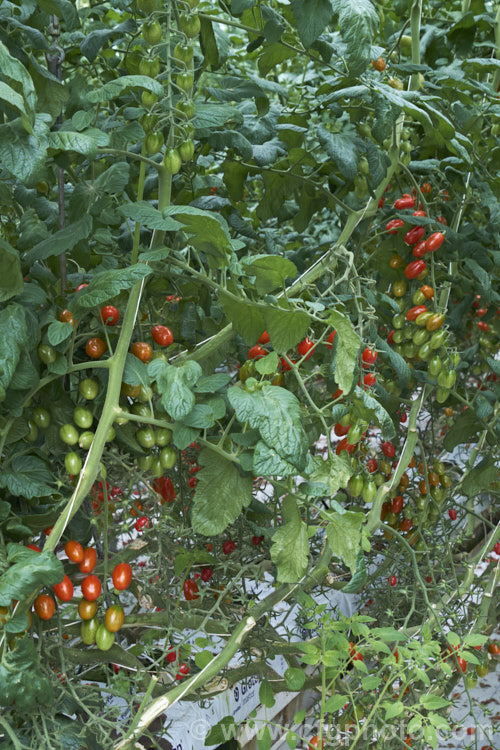 'Angel' tomatoes (<i>Solanum lycopersicum [syn. Lycopersicon esculentum] 'Angel'), a very sweet, elliptical, cherry of cocktail cultivar that is a heavy producer 'Angel', in both its red and orange forms is widely grown in commercial greenhouses. solanum-2141htm'>Solanum. Order: Solanales</a>