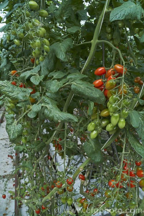 'Angel' tomatoes (<i>Solanum lycopersicum [syn. Lycopersicon esculentum] 'Angel'), a very sweet, elliptical, cherry of cocktail cultivar that is a heavy producer 'Angel', in both its red and orange forms is widely grown in commercial greenhouses. solanum-2141htm'>Solanum. Order: Solanales</a>