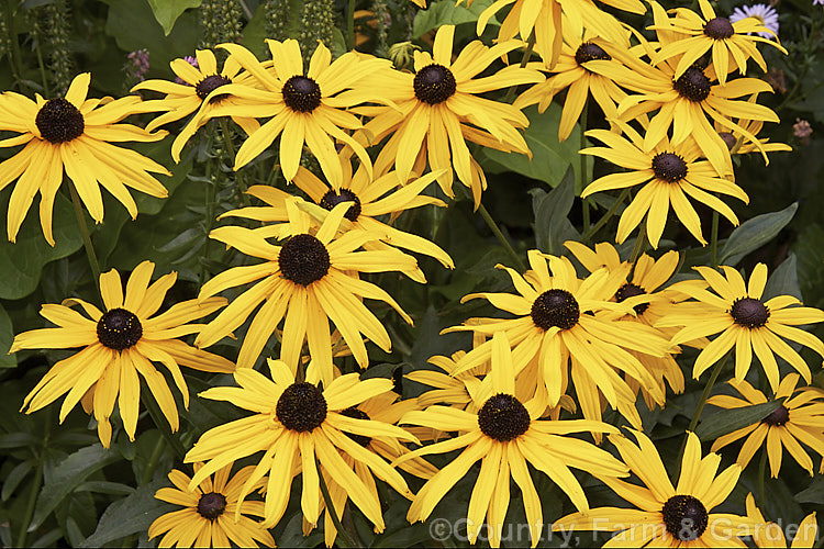 Rudbeckia fulgida var. sullivantii 'Goldsturm', a 60cm high cultivar of a 1m tall, late summer- to autumn-flowering perennial daisy from the eastern United States. rudbeckia-2220htm'>Rudbeckia.