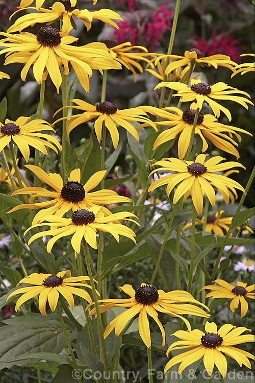 Black-eyed. Susan (<i>Rudbeckia fulgida var. sullivantii</i>), a 1m tall, late summer- to autumn-flowering perennial daisy from the eastern United States. rudbeckia-2220htm'>Rudbeckia.