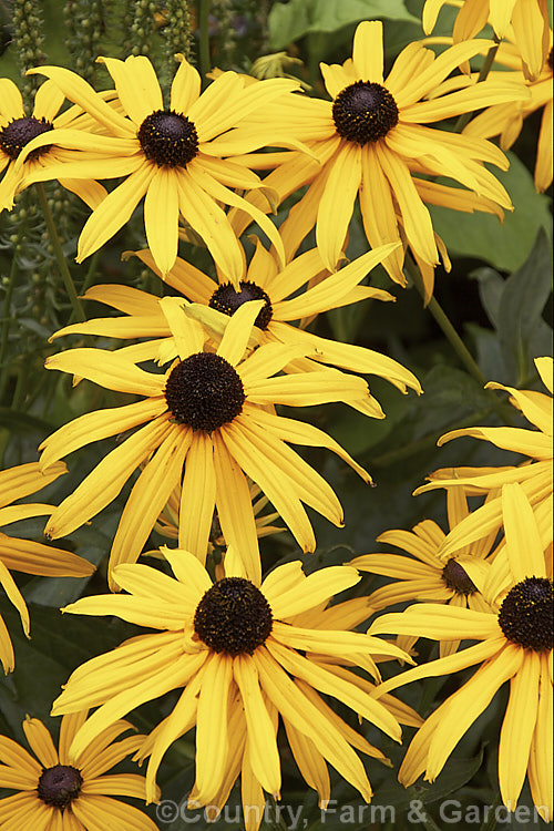 Rudbeckia fulgida var. sullivantii 'Goldsturm', a 60cm high cultivar of a 1m tall, late summer- to autumn-flowering perennial daisy from the eastern United States. rudbeckia-2220htm'>Rudbeckia.