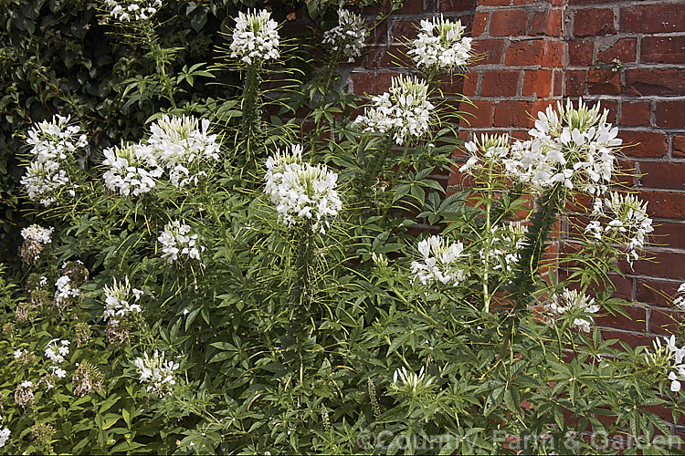 The white-flowered form of the Spider. Flower (<i>Cleome hassleriana [syn. Cleome spinosa hort] 'Helen. Campbell'), which usually has pink and white flowers. This widely grown, distinctively flowered, 15m tall annual is native to Paraguay, Argentina and southern Brazil. cleome-2661htm'>Cleome. <a href='cleomaceae-plant-family-photoshtml'>Cleomaceae</a>.