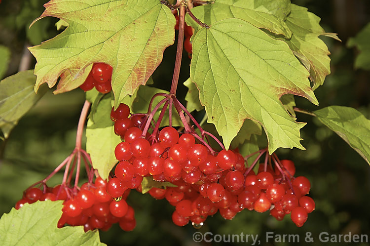 Ripe fruit of the Guelder. Rose (<i>Viburnum opulus</i>), a 4-5m tall Eurasian deciduous shrub with heads of white flowers in spring. The true flowers are small but are made more showy by large sterile bracts that are often exaggerated in the garden forms. viburnum-2081htm'>Viburnum.. viburnum-2081htm'>Viburnum. <a href='adoxaceae-plant-family-photoshtml'>Adoxaceae</a>.