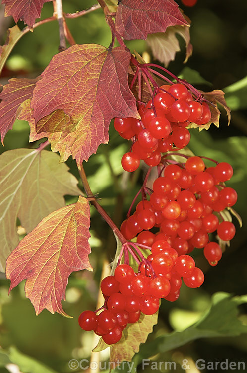 Ripe fruit of the Guelder. Rose (<i>Viburnum opulus</i>), a 4-5m tall Eurasian deciduous shrub with heads of white flowers in spring. The true flowers are small but are made more showy by large sterile bracts that are often exaggerated in the garden forms. viburnum-2081htm'>Viburnum.. viburnum-2081htm'>Viburnum. <a href='adoxaceae-plant-family-photoshtml'>Adoxaceae</a>.