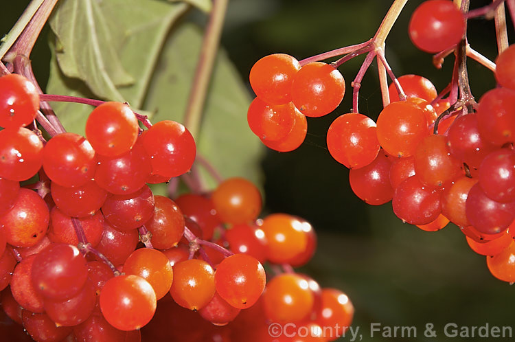Ripe fruit of the Guelder. Rose (<i>Viburnum opulus</i>), a 4-5m tall Eurasian deciduous shrub with heads of white flowers in spring. The true flowers are small but are made more showy by large sterile bracts that are often exaggerated in the garden forms. viburnum-2081htm'>Viburnum.. viburnum-2081htm'>Viburnum. <a href='adoxaceae-plant-family-photoshtml'>Adoxaceae</a>.