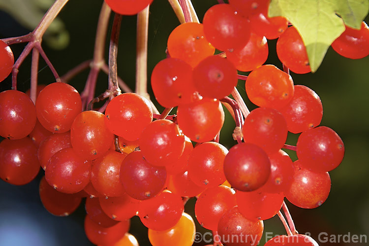 Ripe fruit of the Guelder. Rose (<i>Viburnum opulus</i>), a 4-5m tall Eurasian deciduous shrub with heads of white flowers in spring. The true flowers are small but are made more showy by large sterile bracts that are often exaggerated in the garden forms. viburnum-2081htm'>Viburnum.. viburnum-2081htm'>Viburnum. <a href='adoxaceae-plant-family-photoshtml'>Adoxaceae</a>.