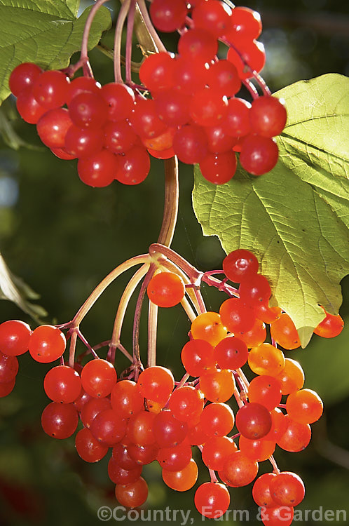 Ripe fruit of the Guelder. Rose (<i>Viburnum opulus</i>), a 4-5m tall Eurasian deciduous shrub with heads of white flowers in spring. The true flowers are small but are made more showy by large sterile bracts that are often exaggerated in the garden forms. viburnum-2081htm'>Viburnum.. viburnum-2081htm'>Viburnum. <a href='adoxaceae-plant-family-photoshtml'>Adoxaceae</a>.