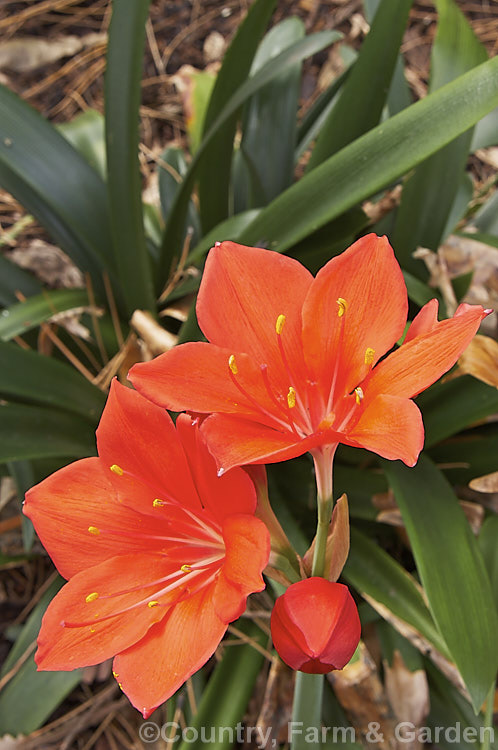Scarborough. Lily (<i>Cyrtanthus elatus [syn. Vallota speciosa]), a vivid. South African bulb that is primarily autumn-flowering. It has strappy leaves with flower stems 50cm x 1m tall cyrtanthus-2848htm'>Cyrtanthus.
