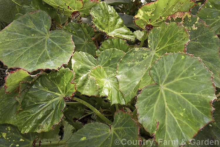 Begonia manicata 'Aureomaculata', a cultivar of an evergreen, rhizomatous, winter-flowering begonia native to Mexico. Its sprawling stems carry red hairs that are on the underside of the leaves are broader and form a collar where the petiole joins the leaf 'Aureomaculata', sometimes called the Leopard. Begonia, differs from the species in having red-flushed leaves with irregular white to cream spots. Order: Cucurbitales, Family: Begoniaceae