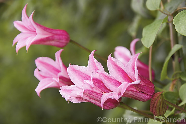 <i>Clematis</i> 'Duchess of Albany', a summer- to autumn-flowering Texensis hybrid that grows to around 4m tall. The flowers are around 5cm in diameter, with recurved tepals and often face upwards. It was raised by Jackman of England and introduced in 1894. Its parentage is <i>Clematis texensis</i> x 'Star of India'. Order: Ranunculales, Family: Ranunculaceae