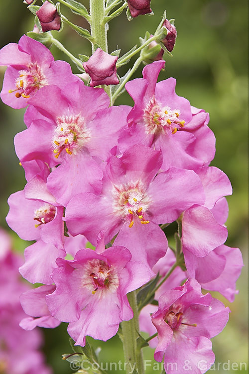 Verbascum (<i>Bedding Hybrid</i>), one of a range of long-flowering hybrid mulleins raised for use as bedding plants or in perennial borders. They are perennial but tend to be short lived. The flower stems are compact and rarely exceed 60cm tall. They tend to have. Verbascum dumulosum, Verbascum pestalozzae and Verbascum phoeniceum in their parentage. verbascum-3385htm'>Verbascum. <a href='scrophulariaceae-plant-family-photoshtml'>Scrophulariaceae</a>.