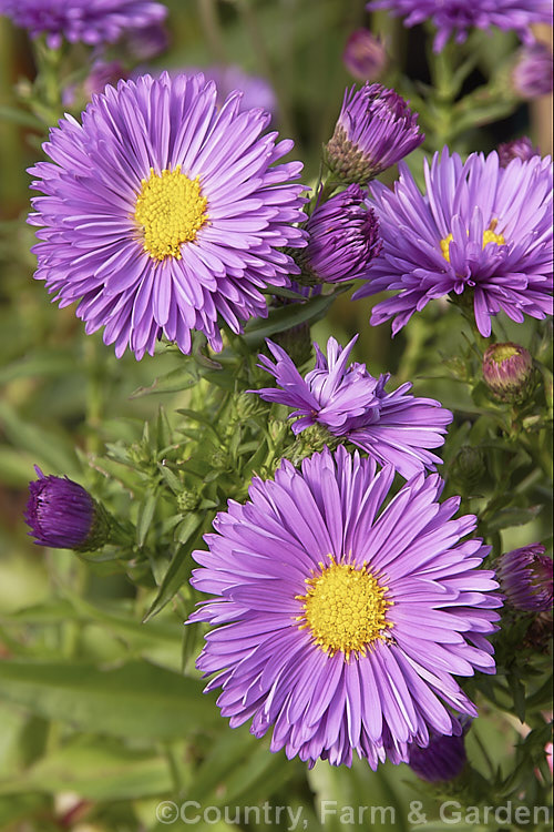Symphyotrichum 'Coombe's Violet', a showy autumn-flowering cultivar, probably of Symphyotrichum (syn. Aster</i>) novi-belgii parentage. It grows to around 1m tall symphyotrichum-2293htm'>Symphyotrichum.