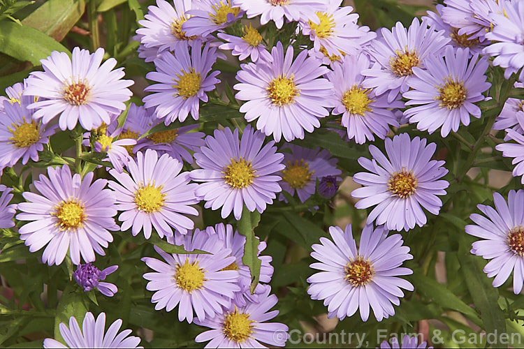 Symphyotrichum (syn. Aster</i>) novi-belgii 'Audrey', an autumn-flowering. Michaelmas. Daisy, possibly a Symphyotrichum dumosus hybrid, 'Audrey' is a compact perennial that grows to around 30cm tall symphyotrichum-2293htm'>Symphyotrichum.